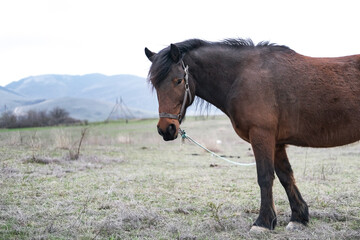 Fototapeta premium Beautiful portrait of a dark brown Icelandic horse with a long mane.