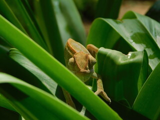 Closeup photo of a Chameleon with a light brown, yellow and green toned skin on a green plant leaf