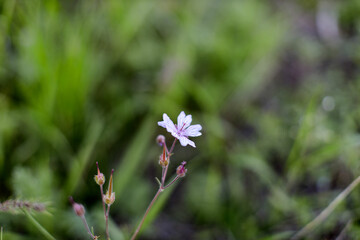 spring wildflowers fiber flex blooming