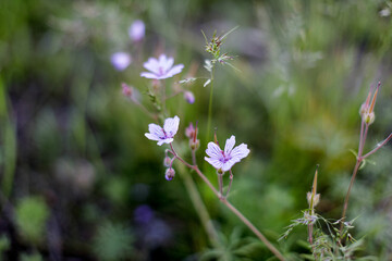 spring wildflowers fiber flex blooming