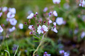 spring wildflowers fiber flex blooming