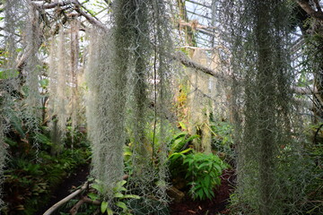 View on plants in the Conservatory and Botanical Garden of the city of Geneva in Switzerland.