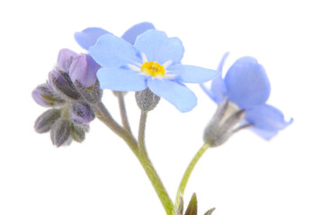 Forget-Me-Not Flowers Close-Up on White Background