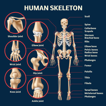 Realistic human skeleton infographic. 3d male body structure front view, educational anatomy medical poster, different bones and joints names, 3d isolated elements, utter vector concept