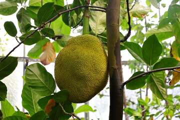 View on plants in the Conservatory and Botanical Garden of the city of Geneva in Switzerland.