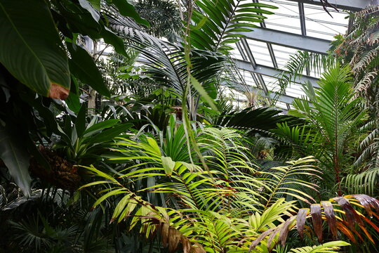 View on plants in the Conservatory and Botanical Garden of the city of Geneva in Switzerland.