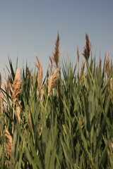 field of wheat