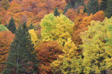 Obraz premium Herbst im Schwarzwald