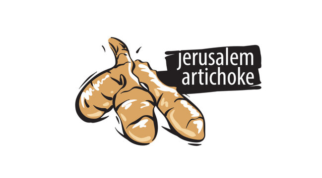 Drawn jerusalem artichoke isolated on a white background