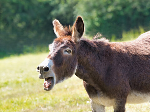 Braying Donkey Images – Browse 589 Stock Photos, Vectors, and Video | Adobe  Stock