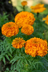 closeup the bunch orange marigold flower with bud growing with leaves in the garden soft focus green brown background.