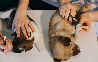 Checking the breath. Male veterinarian in work uniform listening to the breath of a small dog with a phonendoscope in veterinary clinic. Pet care concept