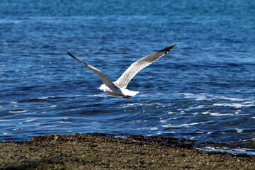Seagull on the Mediterranean Sea