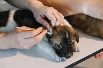 Checking the breath. Male veterinarian in work uniform listening to the breath of a small dog with a phonendoscope in veterinary clinic. Pet care concept