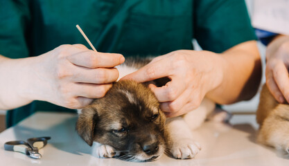 Checking the breath. Male veterinarian in work uniform listening to the breath of a small dog with a phonendoscope in veterinary clinic. Pet care concept