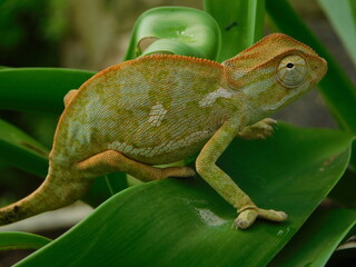 Closeup photo of a Chameleon with a light brown, yellow and green toned skin on a green plant leaf - Powered by Adobe