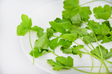 Green fresh salad on a white background. Fresh parsley salad close-up. Green lettuce leaves.