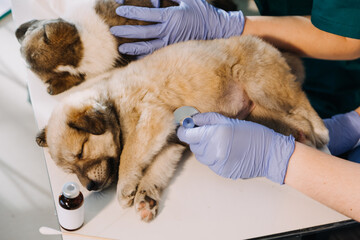 Checking the breath. Male veterinarian in work uniform listening to the breath of a small dog with a phonendoscope in veterinary clinic. Pet care concept