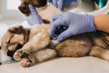 Checking the breath. Male veterinarian in work uniform listening to the breath of a small dog with a phonendoscope in veterinary clinic. Pet care concept