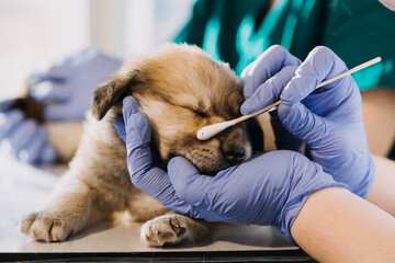Checking the breath. Male veterinarian in work uniform listening to the breath of a small dog with a phonendoscope in veterinary clinic. Pet care concept