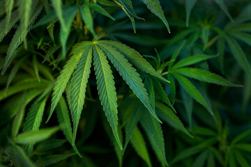 growth cannabis plant background marijuana
