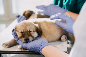 Checking the breath. Male veterinarian in work uniform listening to the breath of a small dog with a phonendoscope in veterinary clinic. Pet care concept