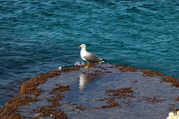 Seagull on the Mediterranean Sea