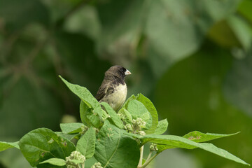 Colombian seedeater in a perch with leaves. (Yellow-bellied Seedeater/Sporophila nigricollis).
