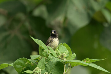 Colombian seedeater in a perch with leaves. (Yellow-bellied Seedeater/Sporophila nigricollis).