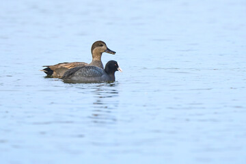 unequal couple in love, mallard duck and common coot in the wetlands of Rhine Delta at Lake of Constance, Vorarlberg, Austria
