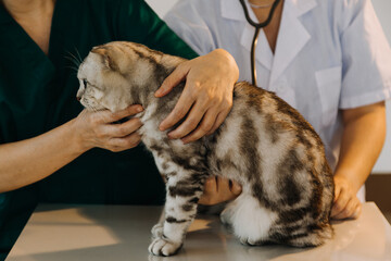 Checking the breath. Male veterinarian in work uniform listening to the breath of a small dog with a phonendoscope in veterinary clinic. Pet care concept