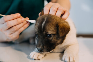 Checking the breath. Male veterinarian in work uniform listening to the breath of a small dog with a phonendoscope in veterinary clinic. Pet care concept