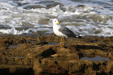 Seagull on the Mediterranean Sea