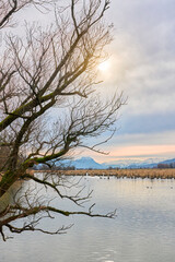 Fototapeta na wymiar Tranquil landscape on a snowless winter day in the nature reserve of Rhine Delta at Lake of Constance with Swiss Alps in Background,Vorarlberg Austria 