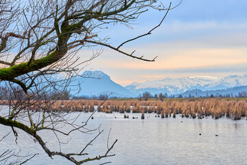 Fototapeta na wymiar Tranquil landscape on a snowless winter day in the nature reserve of Rhine Delta at Lake of Constance with Swiss Alps in Background,Vorarlberg Austria 