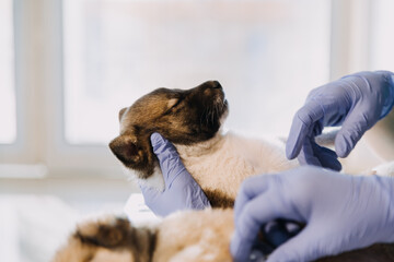 Checking the breath. Male veterinarian in work uniform listening to the breath of a small dog with a phonendoscope in veterinary clinic. Pet care concept