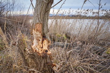 Trees gnawed on and dammaged by beavers in the Rhine Delta at lake of Constance, Vorarlberg, Austria