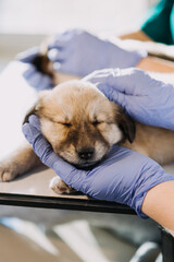 Checking the breath. Male veterinarian in work uniform listening to the breath of a small dog with a phonendoscope in veterinary clinic. Pet care concept