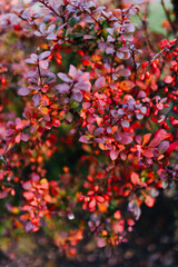 autumn multi-colored boxwood bush