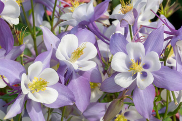 Purple And White Columbine Flowers In Spring
