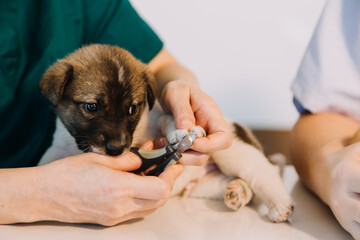 Checking the breath. Male veterinarian in work uniform listening to the breath of a small dog with a phonendoscope in veterinary clinic. Pet care concept