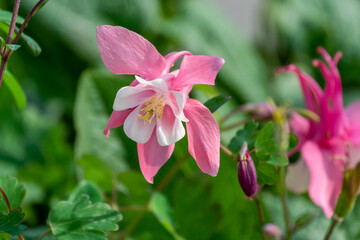 Fototapeta na wymiar Red And White Columbine Flowers In Spring
