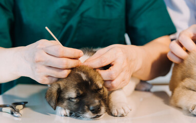 Checking the breath. Male veterinarian in work uniform listening to the breath of a small dog with a phonendoscope in veterinary clinic. Pet care concept