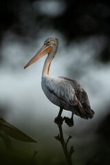 Spot-billed pelicans through the foliage at Uppalapadu Bird Sanctuary, India