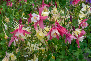 Red And White Columbine Flowers In Spring