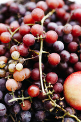 the vine is harvested at the end of the season
