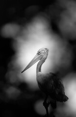 Portarit of a Spot-billed pelican through the foliage at Uppalapadu Bird Sanctuary, India