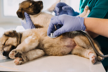 Checking the breath. Male veterinarian in work uniform listening to the breath of a small dog with a phonendoscope in veterinary clinic. Pet care concept