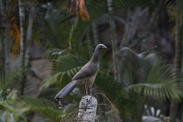 Ortalis Columbiana.
Mas conocida como Chachalaca o Guacharacas