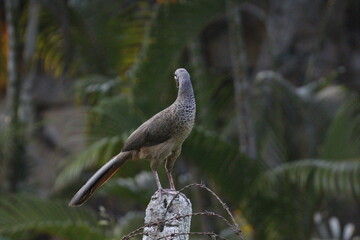 Ortalis Columbiana.
Mas conocida como Chachalaca o Guacharacas